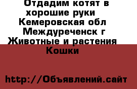 Отдадим котят в хорошие руки. - Кемеровская обл., Междуреченск г. Животные и растения » Кошки   